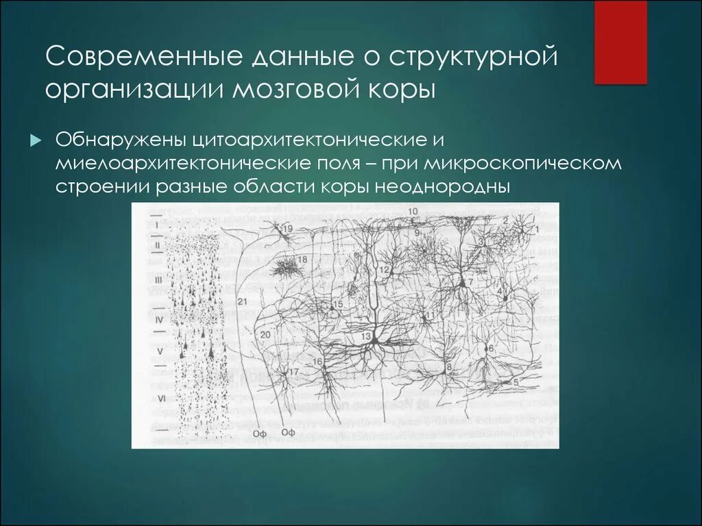 Миелоархитектонические. Учение о структурных особенностях строения коры головного мозга. Различных карт цитоархитектонических полей,. 150 Миелоархитектонических участков..