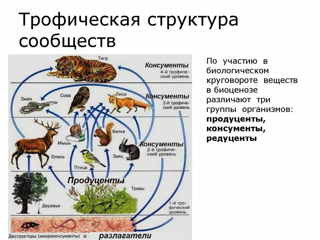 Трофическая структура сообщества. Трофическая структура биоценоза. Трофические уровни.. Пищевая трофическая структура биоценоза. Структура экосистемы трофическая структура. Трофическая структура сообщества это в биологии.