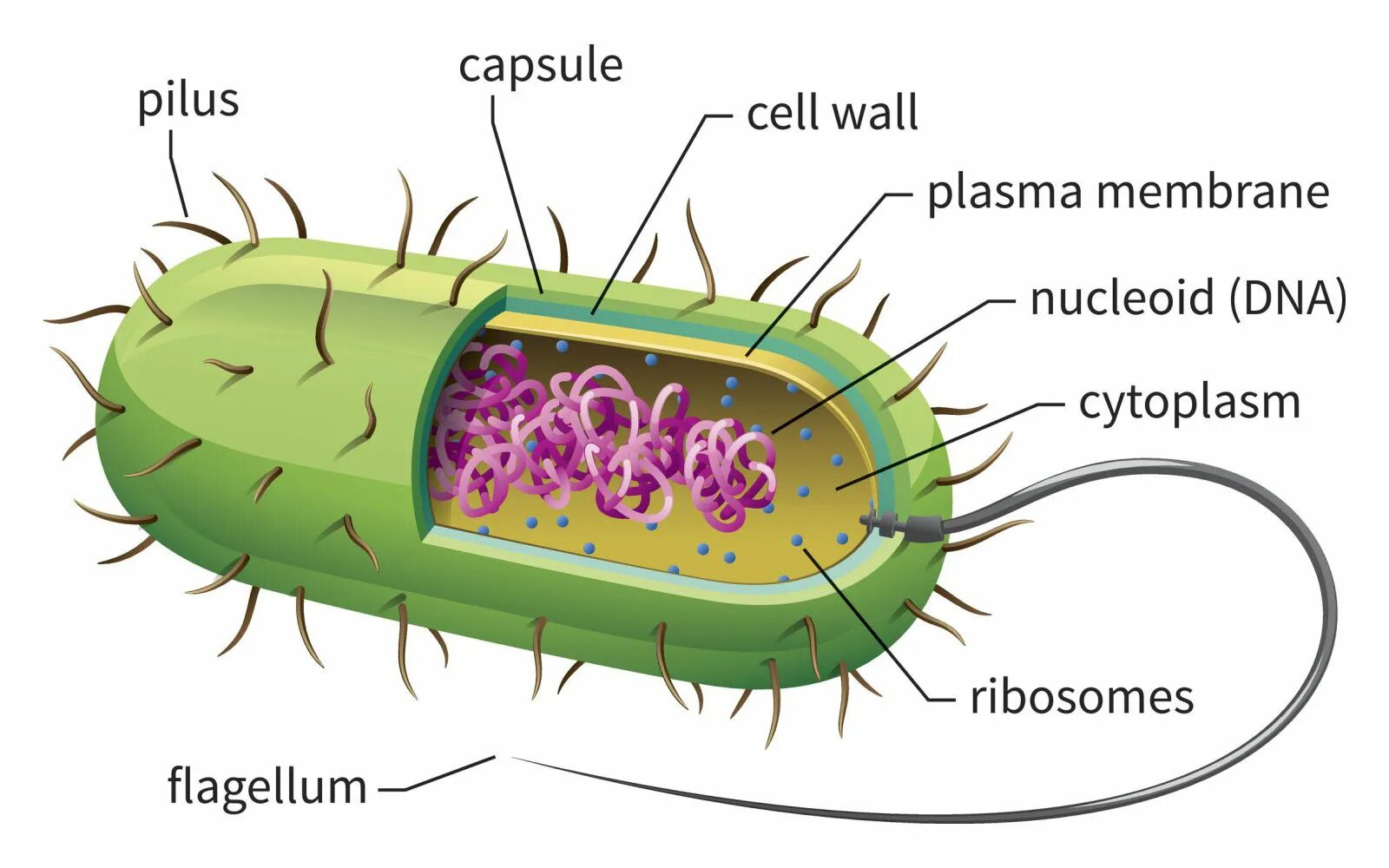 Анаэробные гетеротрофные прокариоты. Структура прокариотической клетки. Строение бактериальной клетки прокариот. Строение прокариотической бактерии. Схема строения прокариотической клетки.
