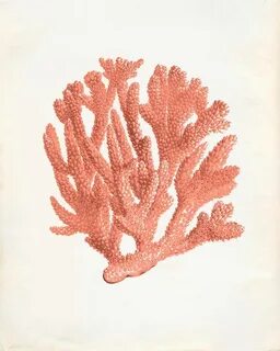 Coral drawing