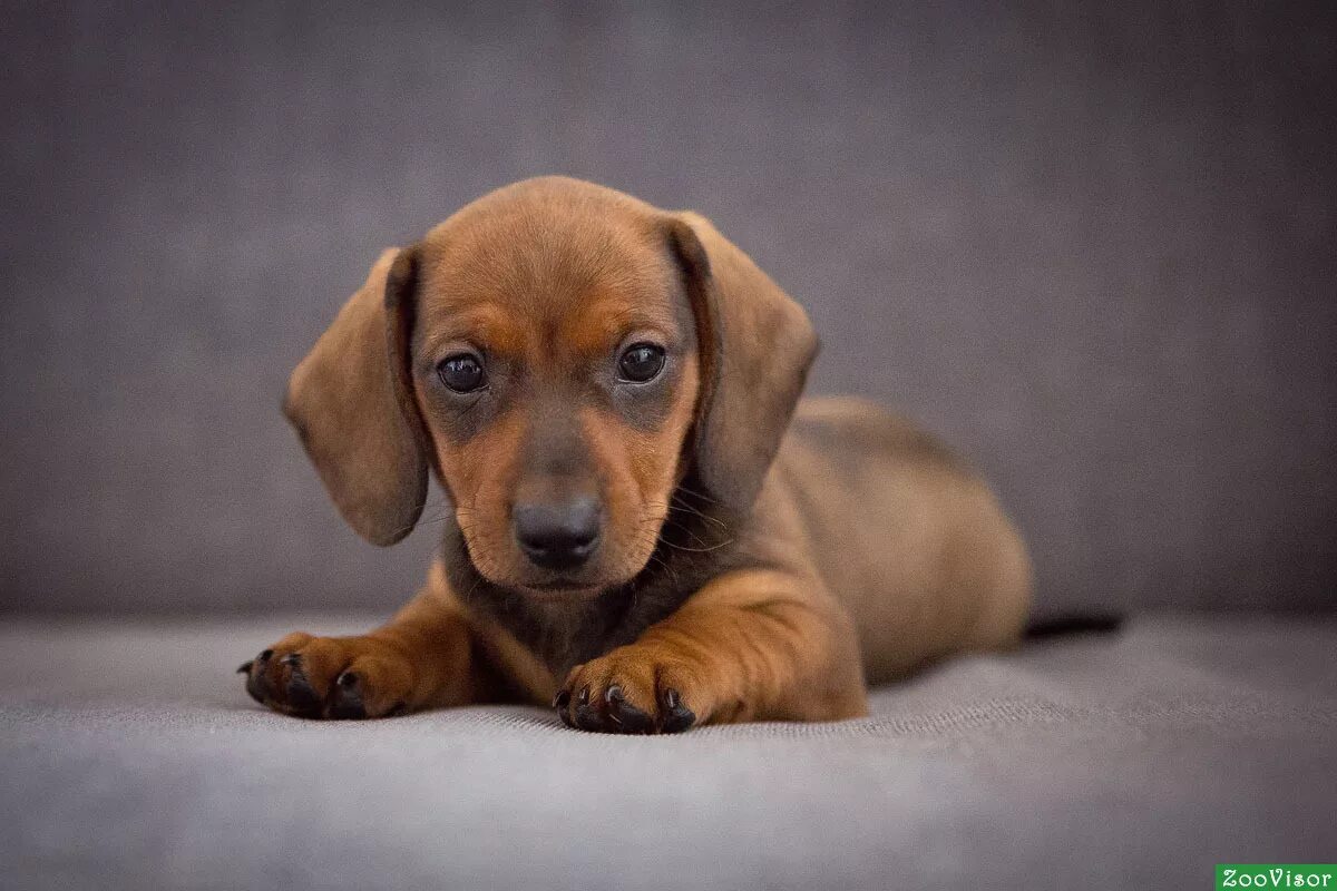 такса норковая собака. шоколадная такса карликовая. нужен щенок таксы. нужен щенок таксы. кроличья такса.