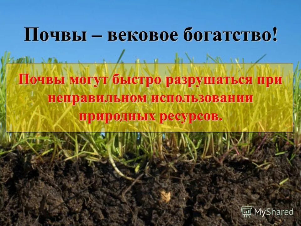 Почва богатство. Плодородие почвы презентация. Почва наше богатство. Потенциальное и эффективное плодородие почвы. Плодородие почв при движении к полюсам