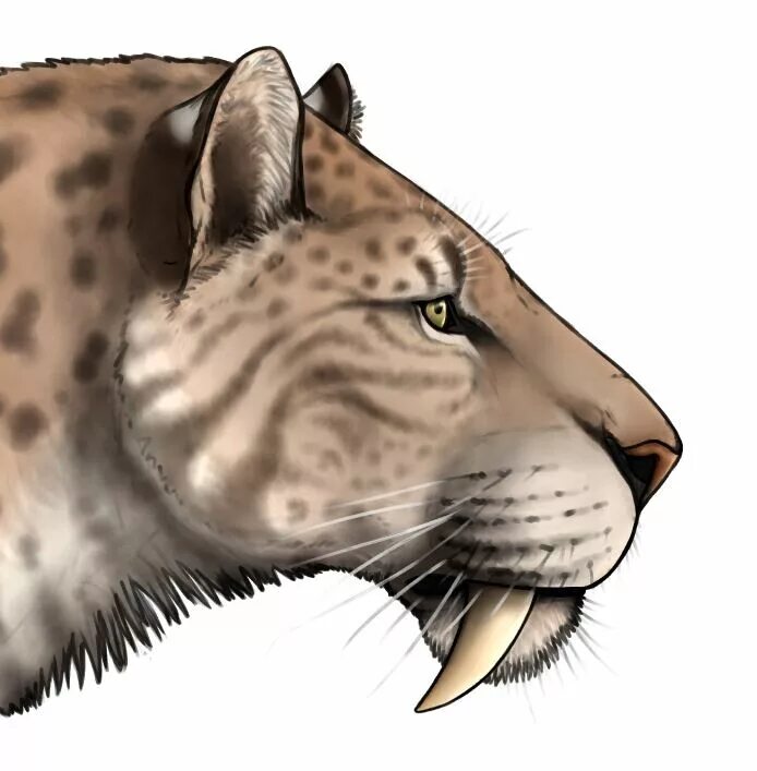 Smilodon. Smilodon Fatalis. Cмилодон (Саблезубый тигр). Махайрод Смилодон. Смилодон стая.