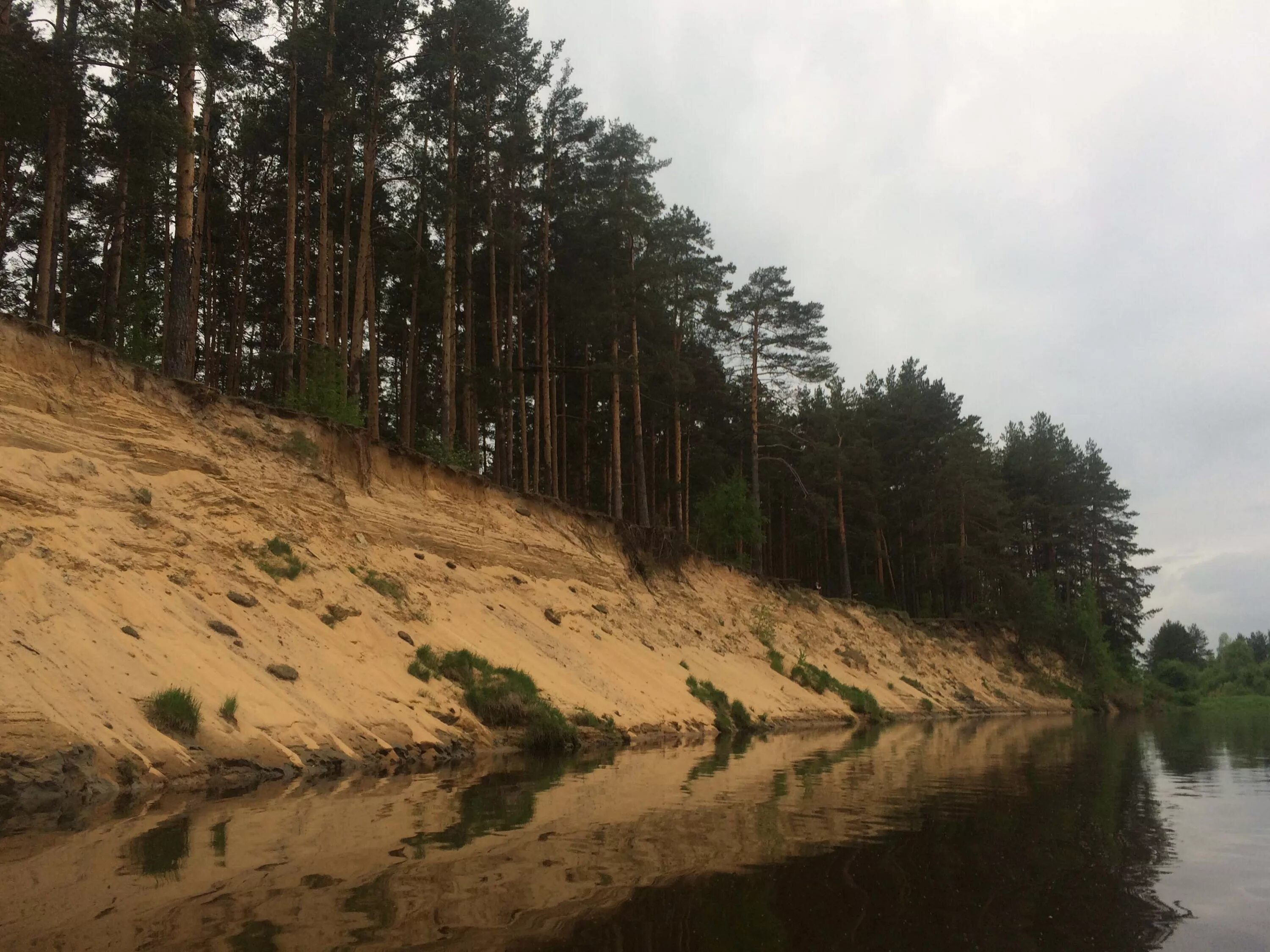 Левый берег бор. Берег Волги Сосновый лес Углич. Клязьма Сосновый Бор. Река Обь Сосновый Бор берег. Левобережный Бор Углич.