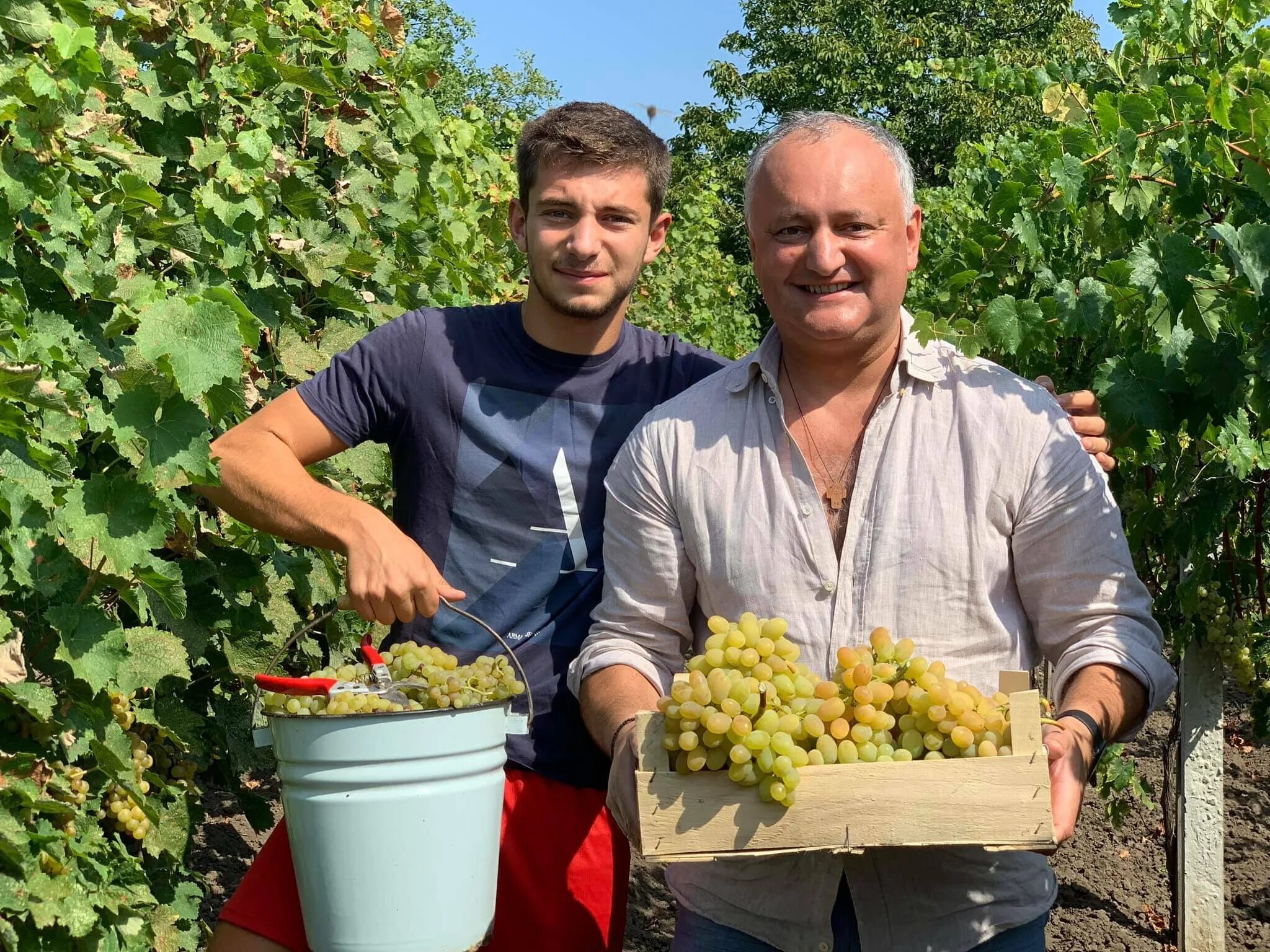Молдавия виноградники. Сбор винограда. Молдова сбор винограда. Виноделие в Молдавии. Сайты виноградарей