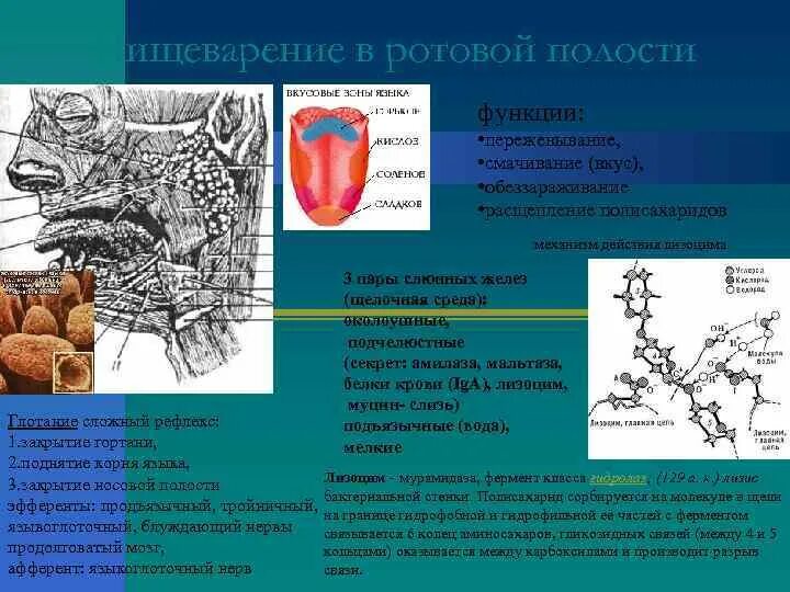 Ротовая полость функции таблица 8 класс. Роль ротовой полости в пищеварении. пищеварение в ротовой полости функции. функции полости рта пищеварительные и непищеварительные. расщепление пищи в ротовой полости.
