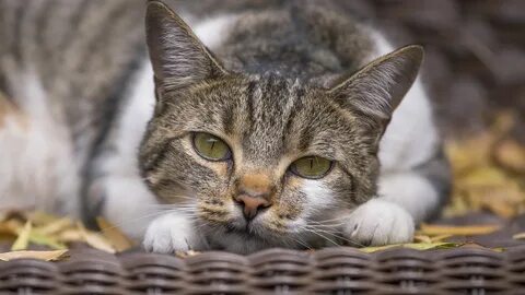 Rinjd - Wallpaper cat, face, spotted , Травму домашний любимец может получи...