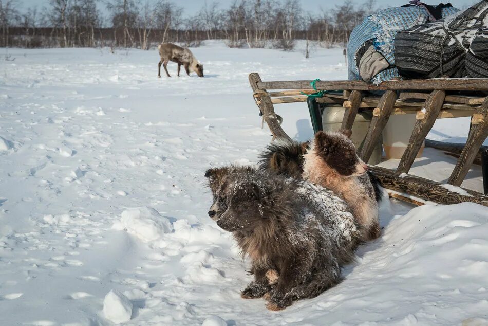 Форум суровая. Суровость жизни. Суровая жизнь в России картинки. Суровая жизнь прогера.