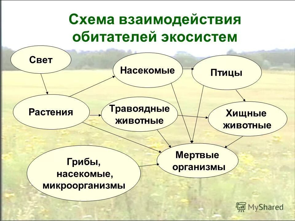 Соотнесите живые организмы с характером их. Схема взаимодействия компонентов биогеоценоза. Взаимосвязь организмов схема. Взаимосвязи в экосистеме. Схема взаимодействия обитателей экосистем.