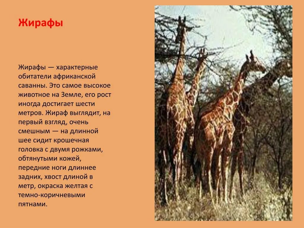 Рассказ о жирафе. Описать жирафа. Презентация про Жирафов. Жираф описание для детей.