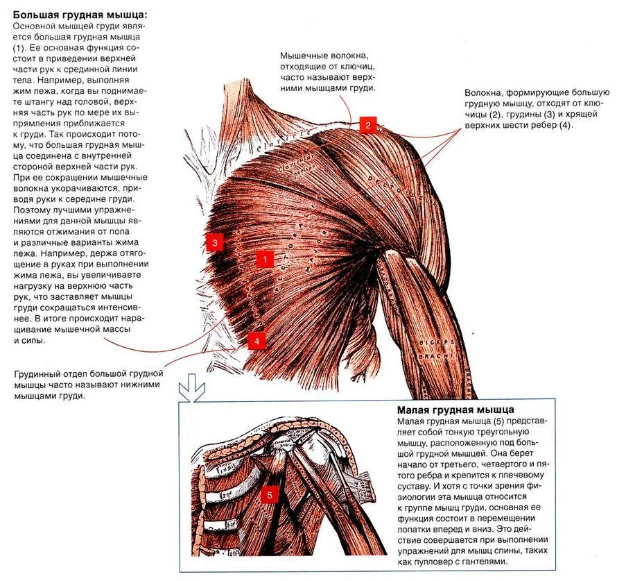 Группы мышц груди. Анатомия строения мышц грудной клетки. Анатомическое строение грудных мышц. Иннервация большой грудной мышцы. Грудные мышцы функции и крепления.