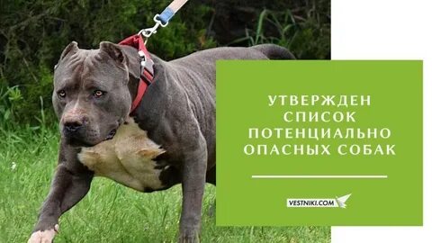 Запрещенные виды собак