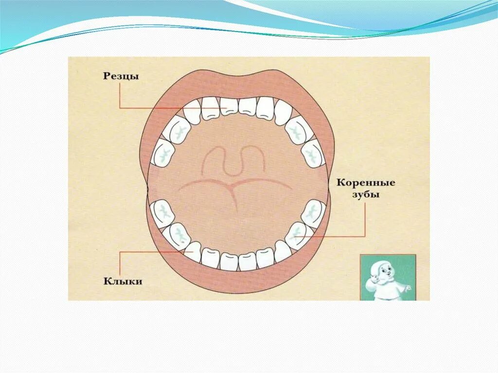 Молочные зубы резцы строение. Зубы: резцы, клыки, коренные зубы.. Молочный зуб схема строения. Молочные зубы строение челюсти. Зубы человека у детей