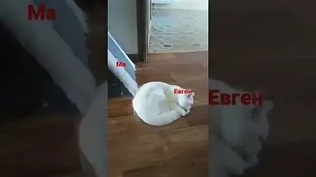Евгенбро ты не смог