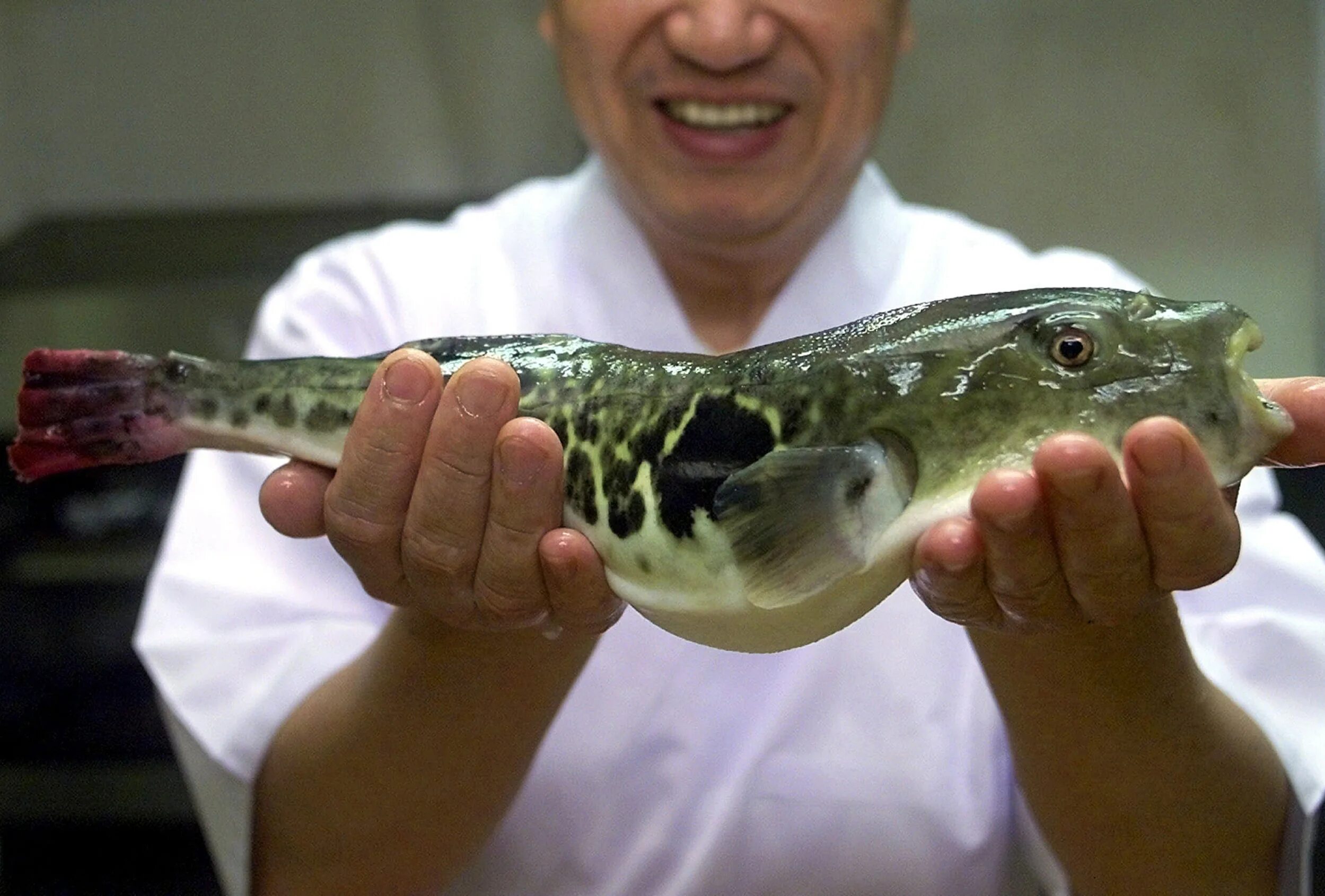 Какие рыбки едят. Ядовитая рыба фугу. Тетродоксин фугу. Японская ядовитая рыба фугу. Рыба фугу тетродотоксин.