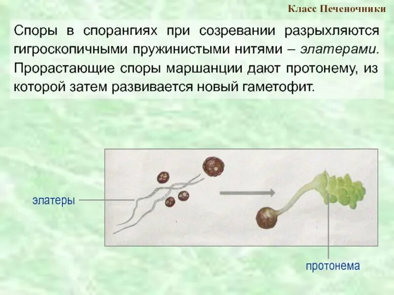 Нить развивающаяся из споры. Элатеры печеночников. Элатеры маршанции. Элатеры спор хвоща. Споры хвоща с элатерами.