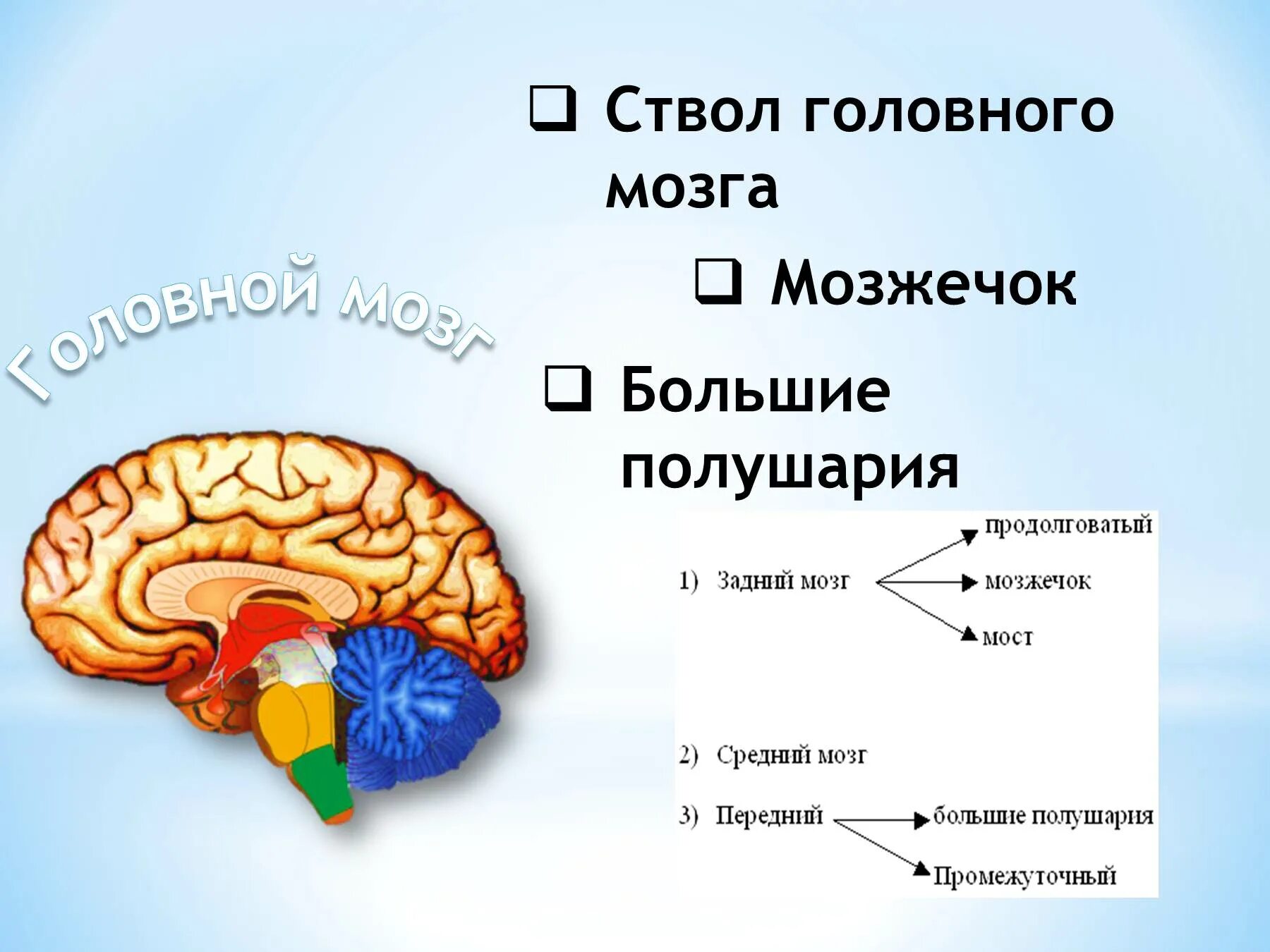 Структура мозга человека и функции. Ствол головного мозга и мозжечок. Структуры головного мозга биология 8 класс. Головной мозг подразделяется на ствол, мозжечок и большой мозг.. Отделы головного мозга 8 класс биология.