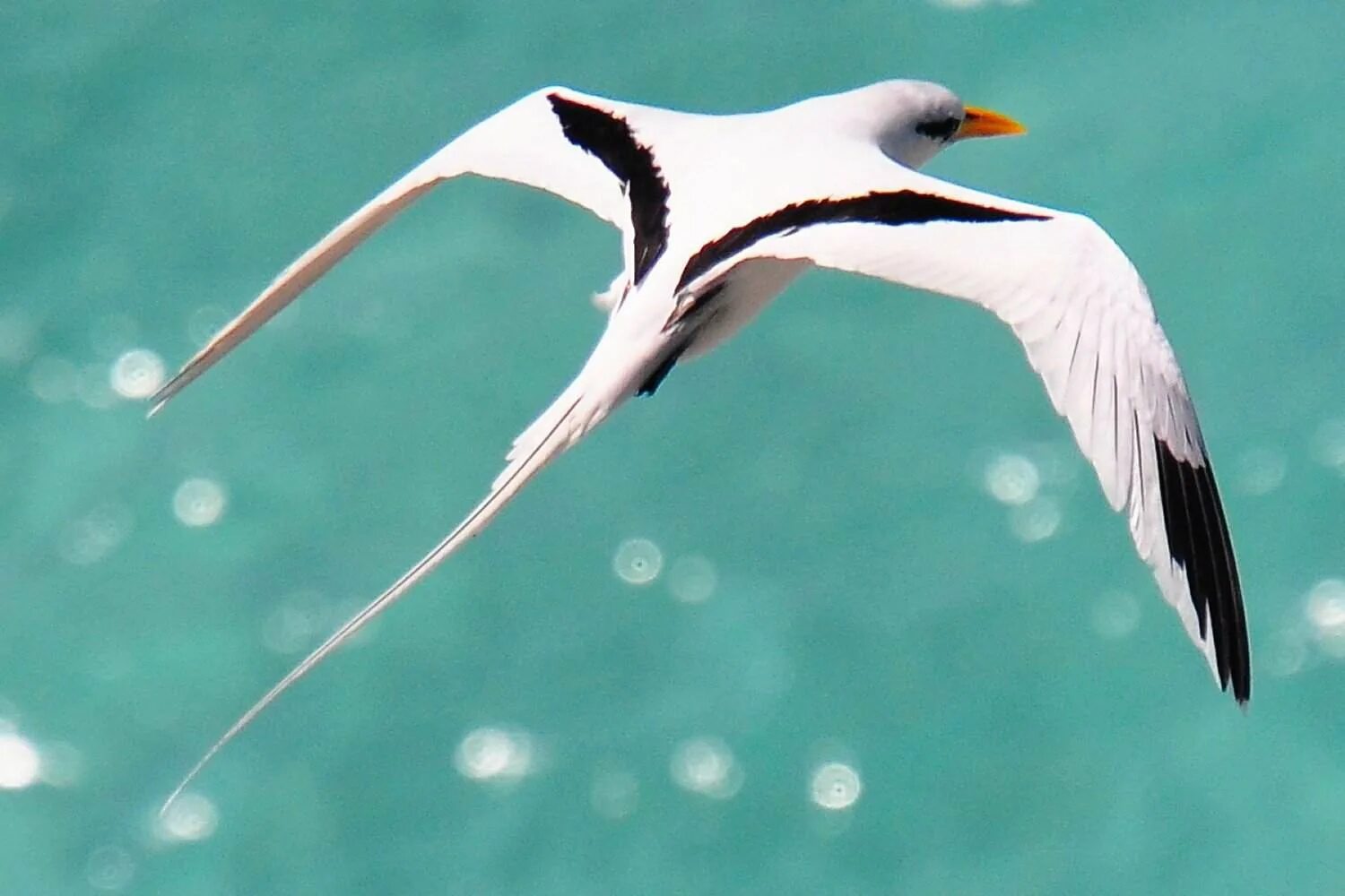 Краснохвостый Фаэтон. Белохвостый Фаэтон. Фаэтон птица Мальдивы. Белохвостый Фаэтон птица на Мальдивах.