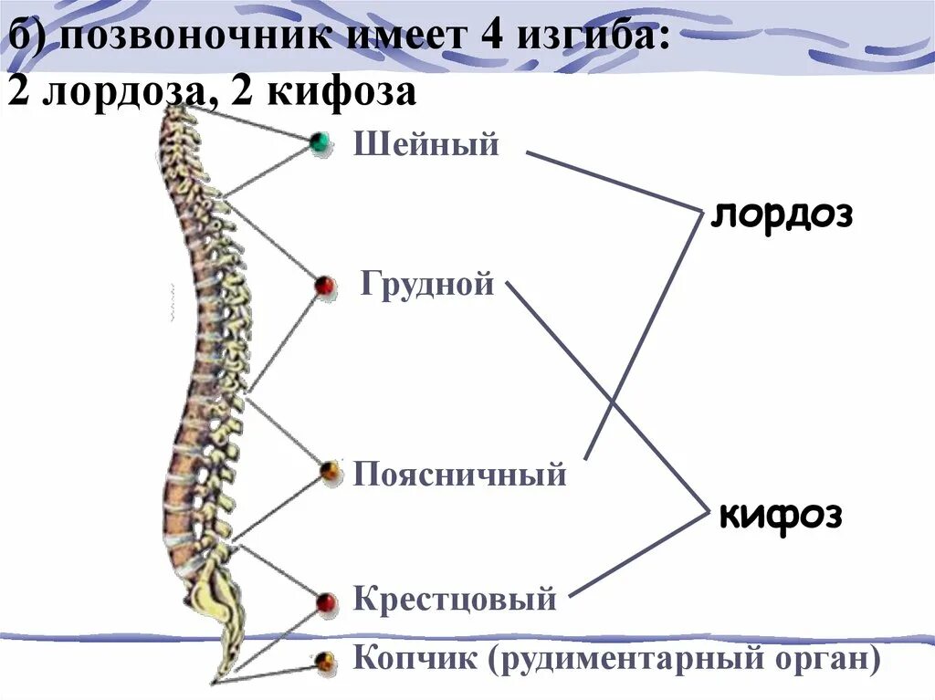 Отделы позвоночника человека лордоз кифоз. Шейный и поясничный лордоз грудной и крестцовый кифоз. Крестцово копчиковый кифоз. Нормальный позвоночник сбоку. Позвоночник взрослого человека имеет изгибы.