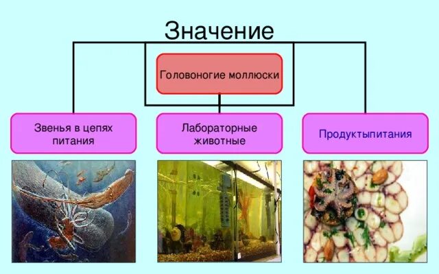 Значение головоногих моллюсков. Значение класса головоногие. Значение головоногих моллюсков в природе. Значение головоногих моллюсков в жизни человека. Роль головоногих