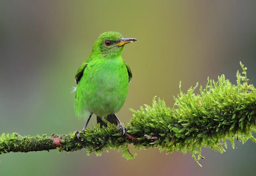 Черно зеленая птичка. Зеленый Кардинал. Зеленая птица. Птица зелёного цвета. Птицы в зеленых тонах.