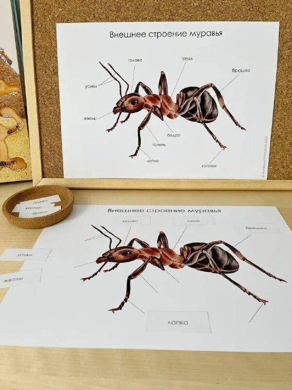 Внешнее строение муравьев. Внешнее и внутреннее строение муравья. Муравей структура тела. Внешнее строение муравьев. Строение муравья.