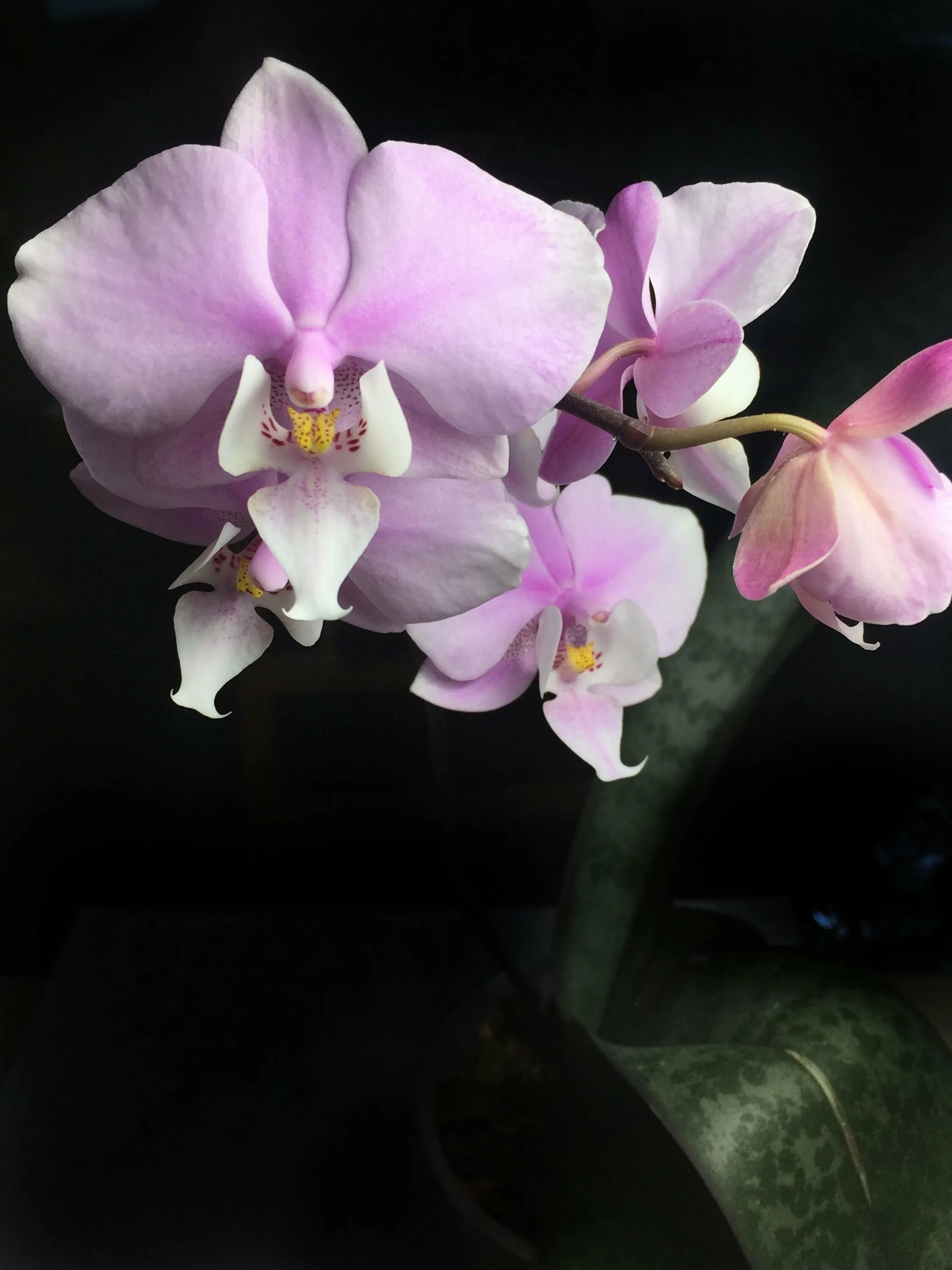 Орхидея hsin claire. Пинлонг черри орхидея. Черри бомб орхидея бабочка. I hsin cherry bomb ‘es’2. I-hsin claire '551'.