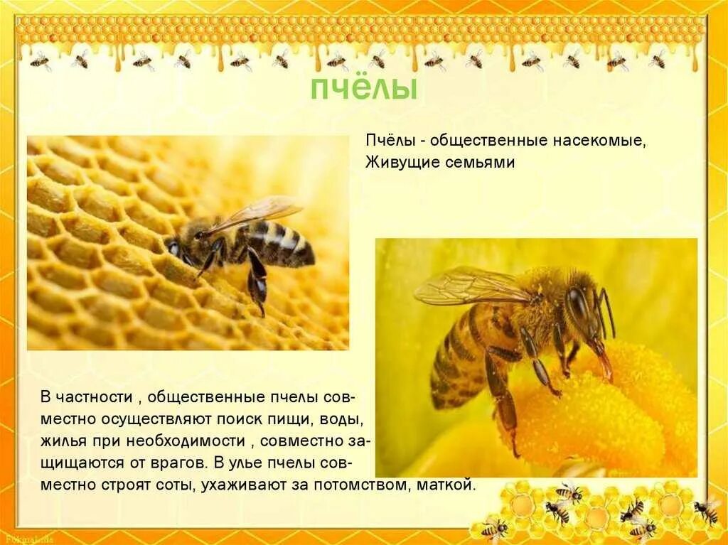 Сколько пчелы дают. Продолжителлность жизни пчёл. Продолжительность жизни пчелы. Продолжительность жизни рабочей пчелы. Сколько живут пчелы.