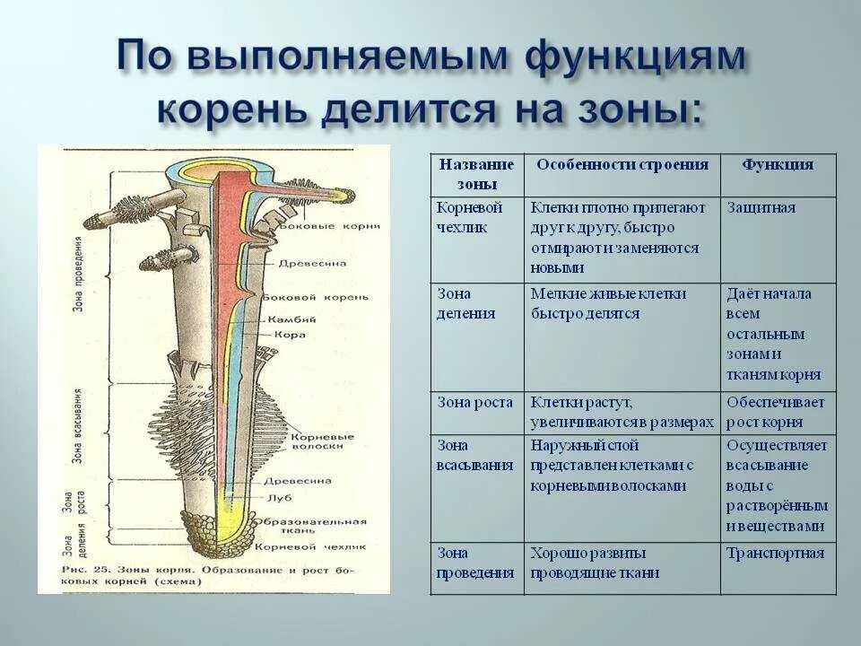 Строение корня ответ. Строение корня и функции зон. Зона деления корня функции. Структуры зоны корня функции. Зоны корня таблица строение и функции.