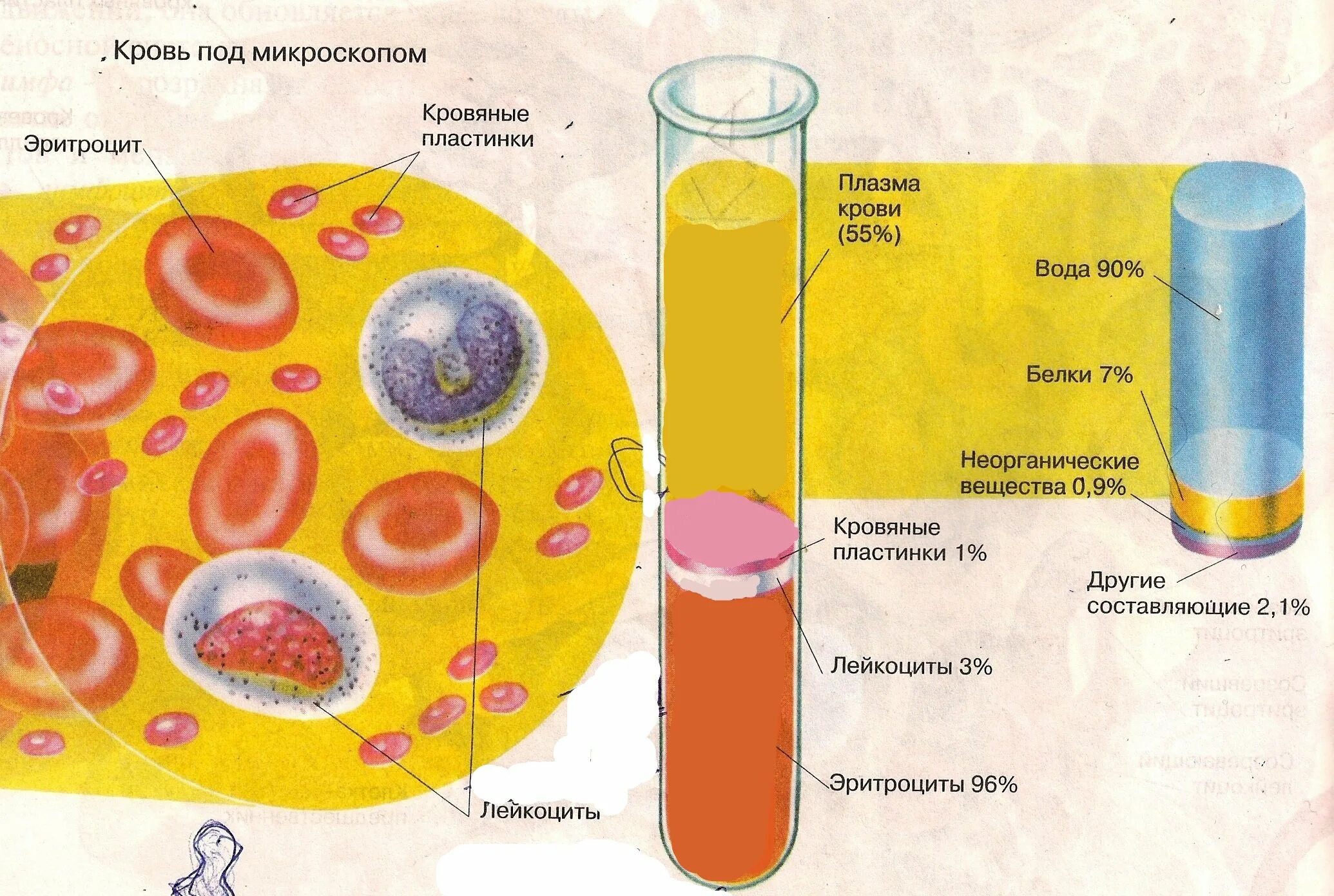 Кровь строение рисунок. Состав крови клетка и плазма. Состав плазмы крови 8 класс биология. Состав плазмы крови рисунок. Плазма крови анатомия.