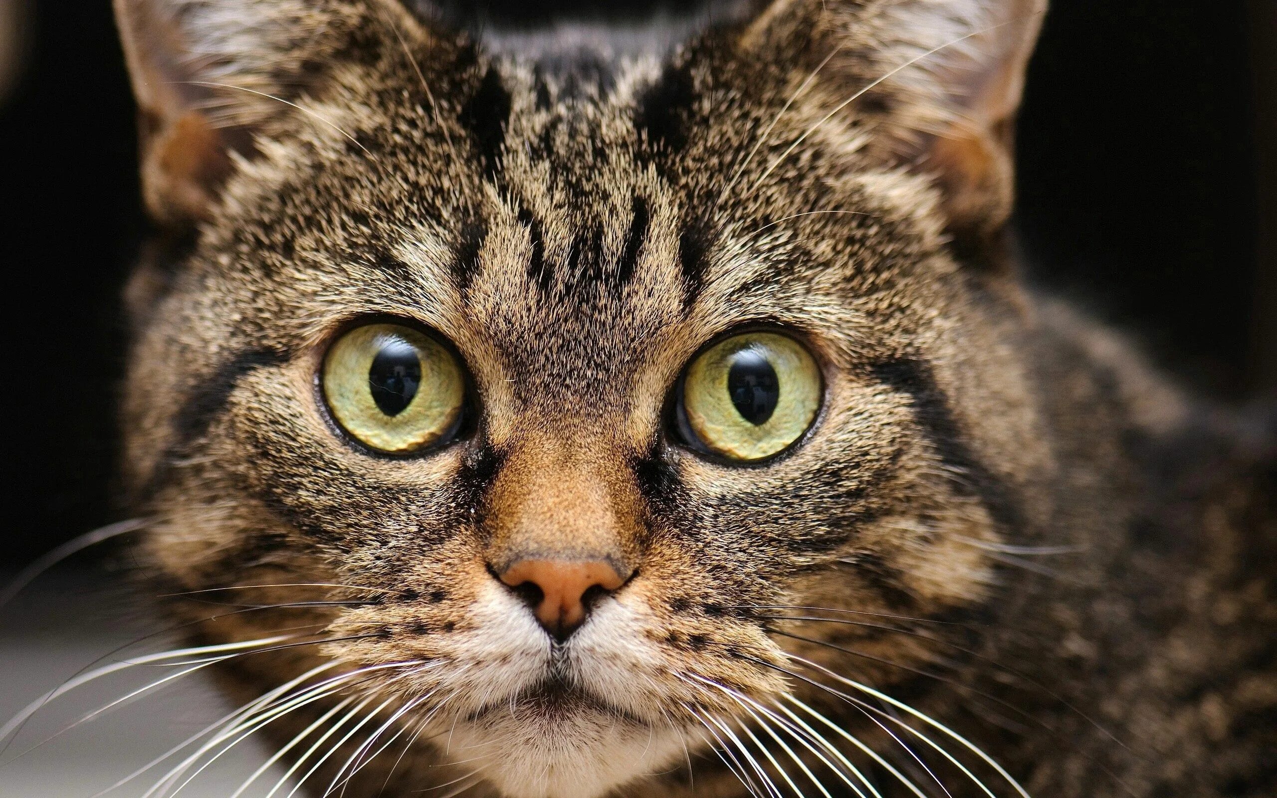 Что такое котик