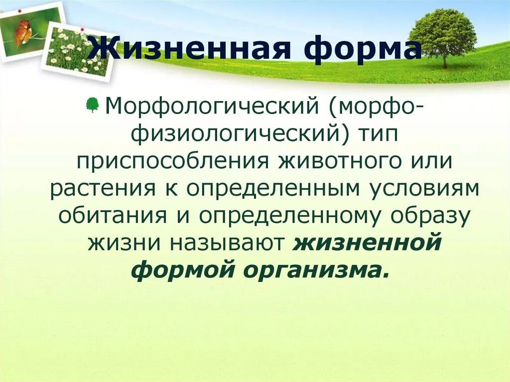 Жизненная форма 5 класс. Жизненные формы. Жизненные формы организмов. Классификация жизненных форм животных. Жизненная форма это в экологии.