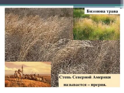 Как называется степь в северной америке
