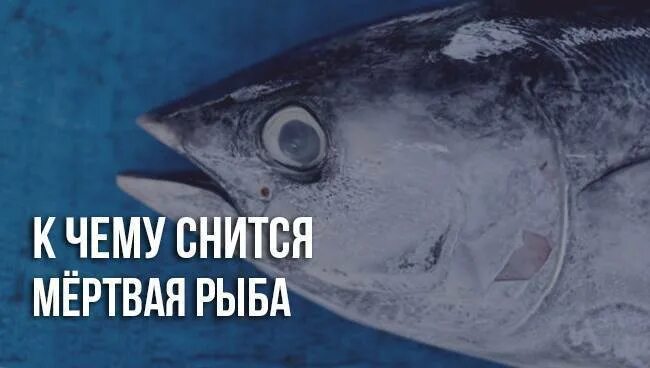 К чему снится мертвая рыба. К чему снится рыба. Видеть во сне рыбу. К чему снятся мертвые рыбы в воде