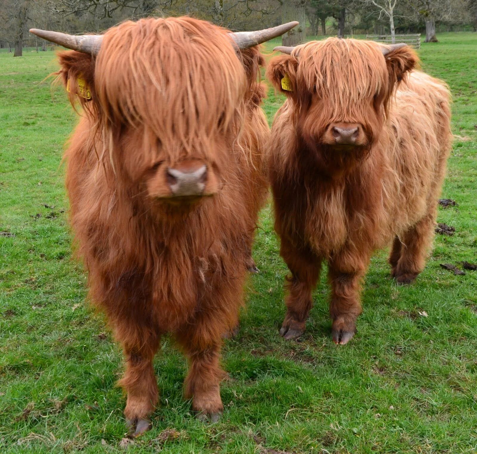 Шотландская высокогорная корова. Шотландская порода коров. Хайленд (highland cattle) – шотландская порода коров. Шотландская высокогорная корова - хайленд. Хайленд корова.