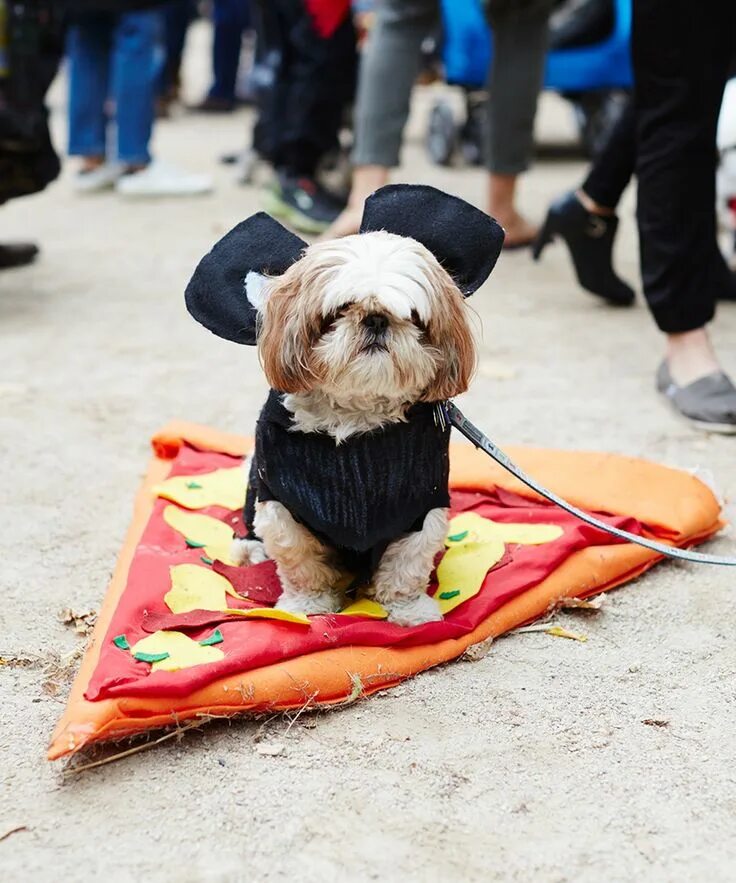 Парад костюмов для собак. Лучший костюм собаке конкурс. Маленькая собачка на параде. Победитель парад собак в костюмах. Пес парад