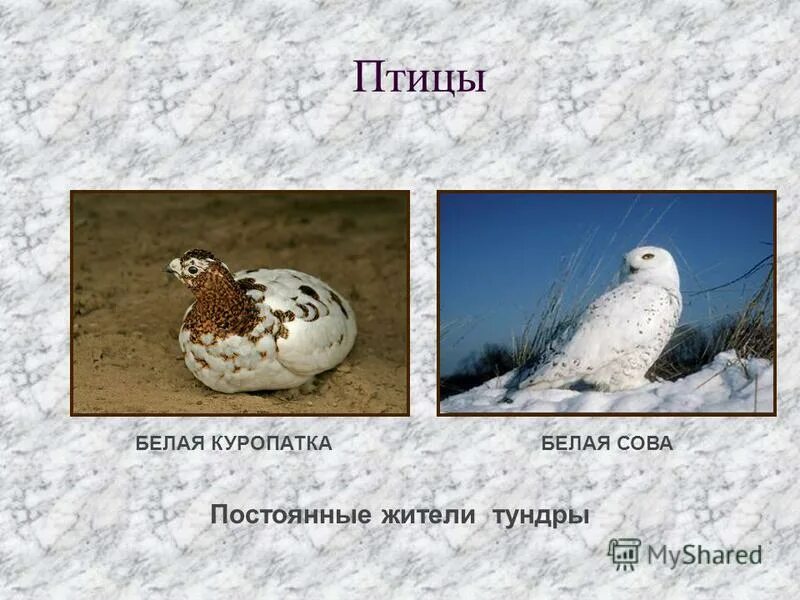 Птицы зимующие- кочующие и осёдлые, перелётные. Постоянные птицы. Птицы тундры. Осенние перелеты ласточек и журавлей. Птицы нашей местности.