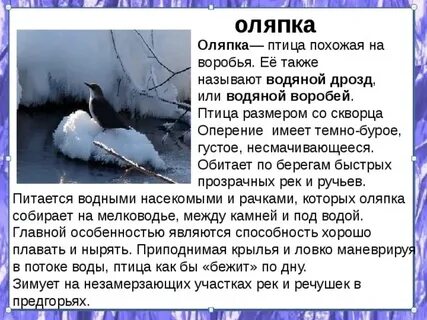 Оляпка текст