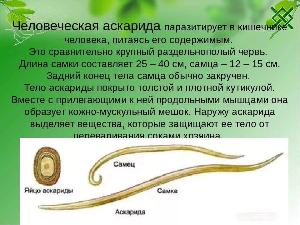 Круглые черьвичеловеческая аскарида. Круглый червь человеческая аскарида строение. Человеческая аскарида Тип червей. Тип круглые черви человеческая аскарида 7 класс.