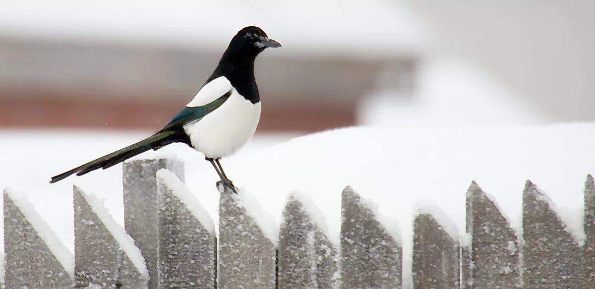Звон сороки. Зимующие птицы сорока. Сорока зимой. Сорока на снегу. Сорока на заборе.