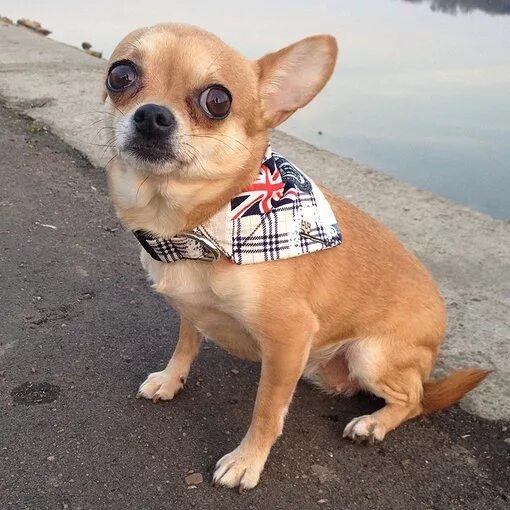 Вустерширский терьер. Йоркширский терьер вельш. Собачки породы ши тцу. Собачек шей. Красивые маленькие собачки.