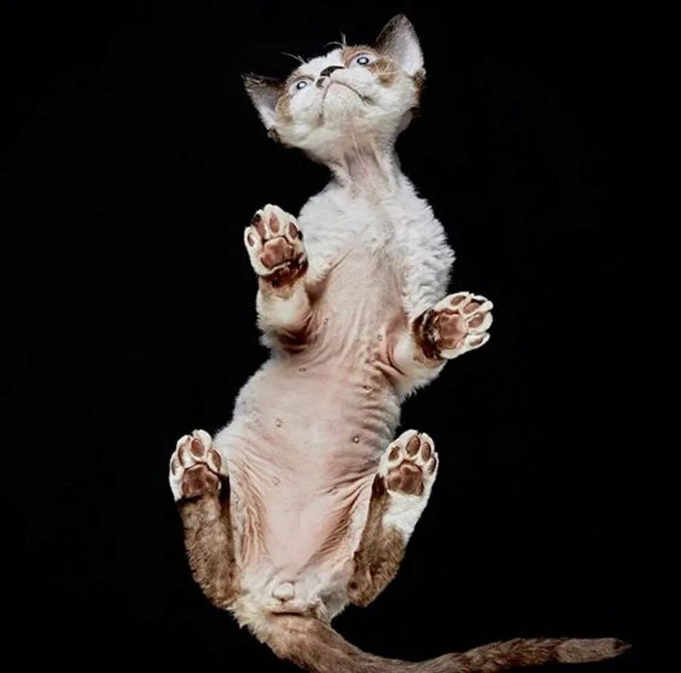Андриус Бурба фотограф. Котик снизу. Кошка вид снизу. Котики на стеклянном столе.