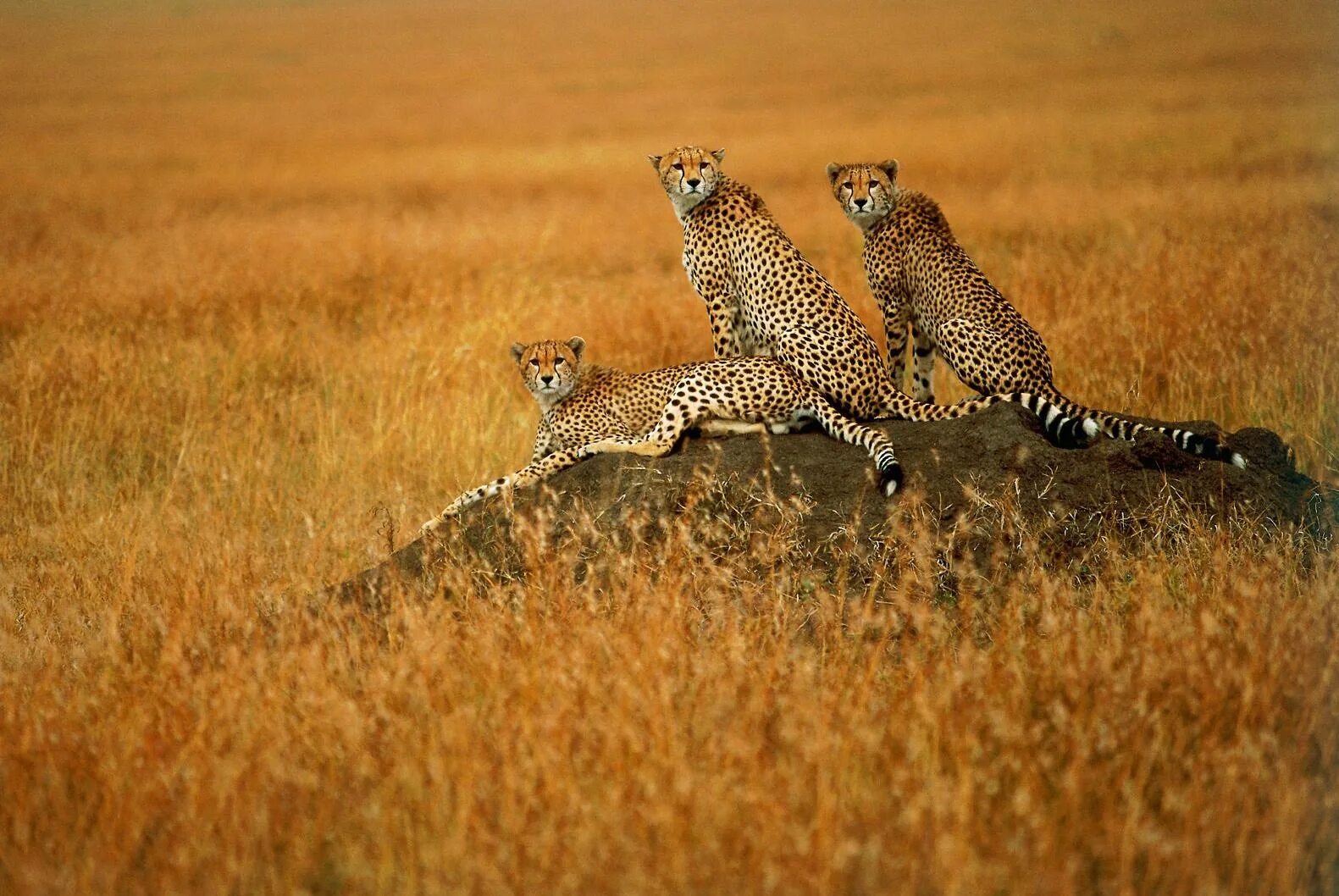 Дикая природа сообщение. Африканская Саванна гепард. Леопард гепард в дикой природе. Гепард в Африке. Леопард в саванне.