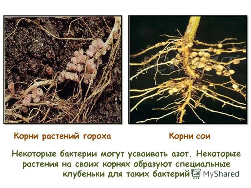 Клубеньковые бактерии и горох. Корневые клубеньки гороха. Фасоль корень клубеньки. Клубеньки на корнях. Корни растений.