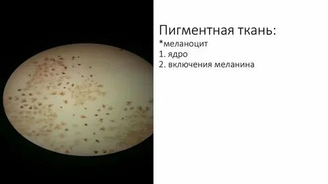 Пигментная ткань локализация в организме