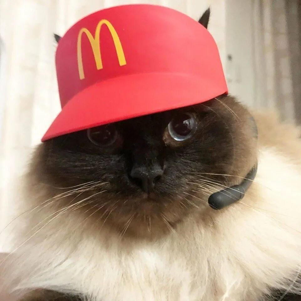 Кот в шапке мем. Кот в фуражке. коты в кепках. кот в бейсболке. кошка в кепке.