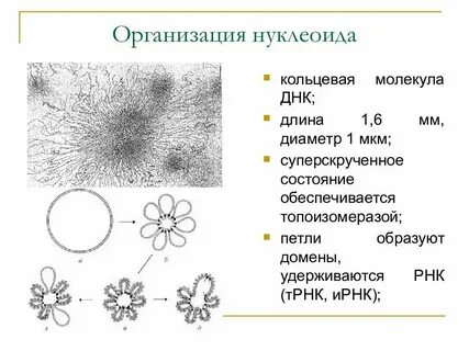 Наследственный материал представлен нуклеоидом