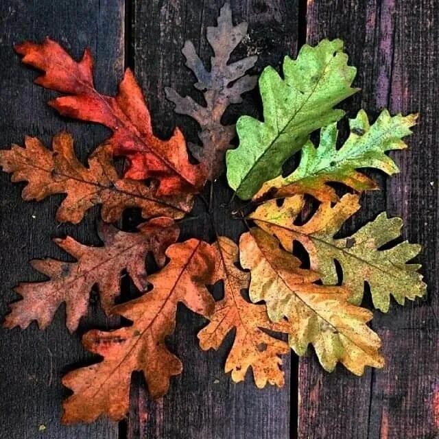 Pin by Monica Zaccarelli on Autumn Live oak tree tattoo, Autumn leaves, Oak leav