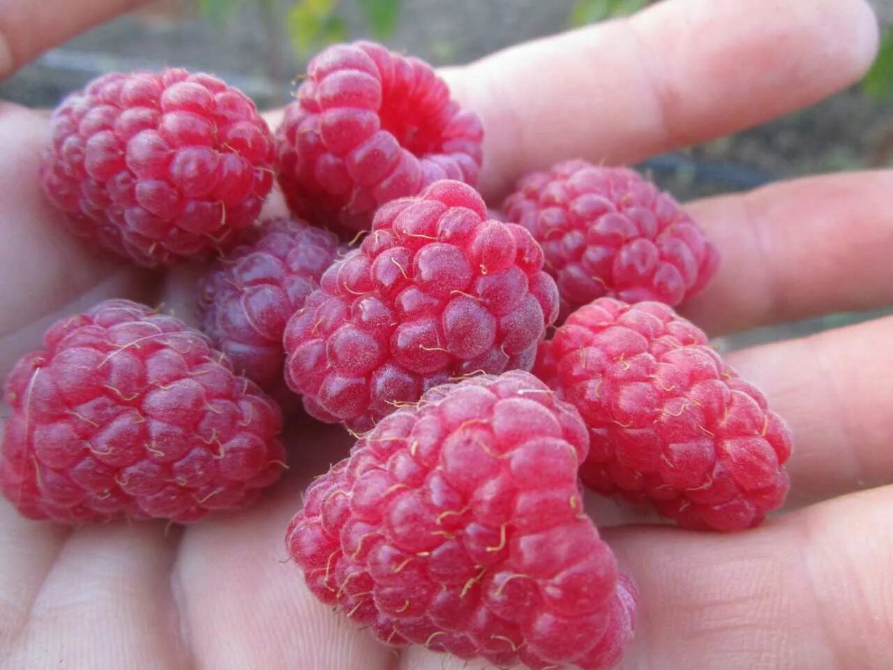 Малина сорт похвалинка. Малина ремонтантная нижегородец. Малина ремонтантная полана. Лучшие сорта ремонтантной малины. Малина ремонтантная малиновая гряда.