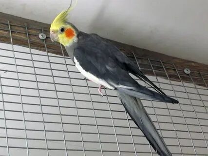 Корелла природный